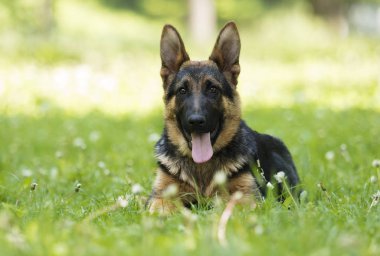 Alman çoban köpek için a yürümek
