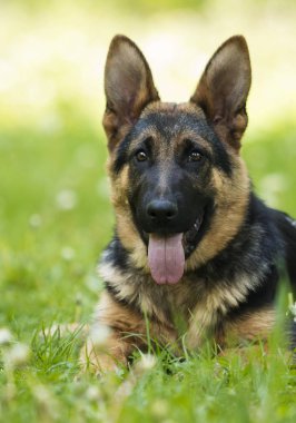 Alman çoban köpek için a yürümek