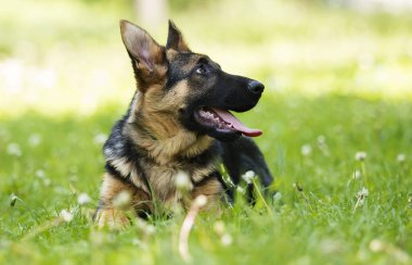Alman çoban köpek için a yürümek