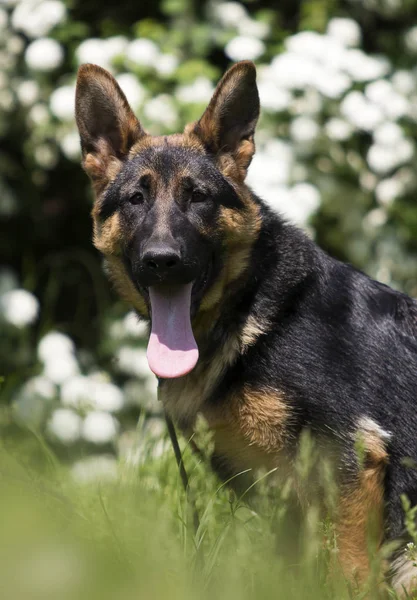 Pastore tedesco cucciolo per una passeggiata — Foto Stock