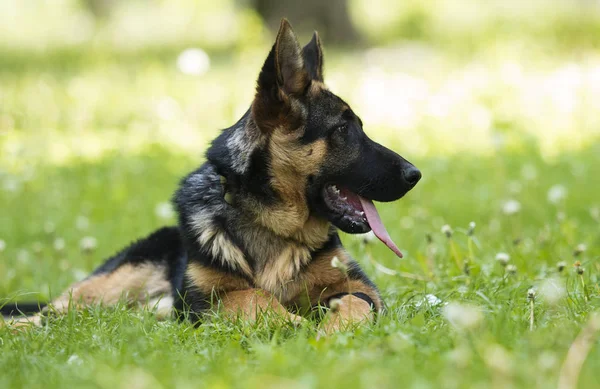 Filhote de cachorro pastor alemão para um passeio — Fotografia de Stock
