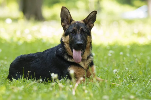 Duitse herder pup voor een wandeling — Stockfoto