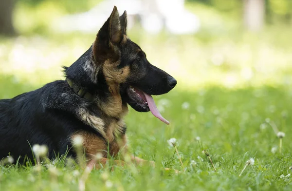 Alman çoban köpek için a yürümek — Stok fotoğraf