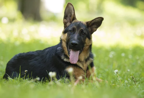 German Shepherd cachorro para un paseo —  Fotos de Stock