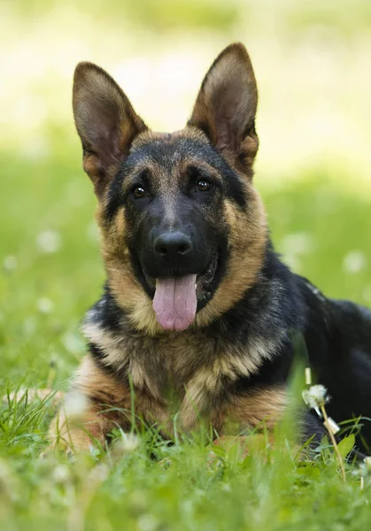 Duitse herder pup voor een wandeling — Stockfoto