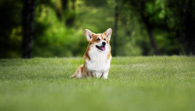 kırmızı köpek galler corgi yaz aylarında bir yürüyüş için pembroke