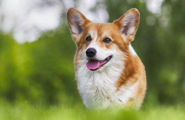 kırmızı köpek galler corgi pembroke