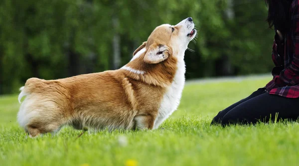 Czerwony pies Welsh Corgi Pembroke na spacer w lecie — Zdjęcie stockowe