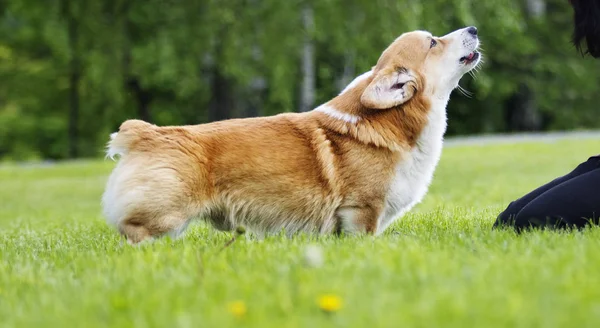 Czerwony pies Welsh Corgi Pembroke na spacer w lecie — Zdjęcie stockowe