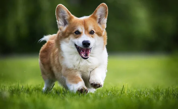 Червоний собака валлійський коргі пемброке для прогулянки влітку — стокове фото