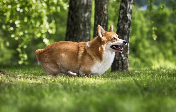 Red Dog Welsh corgi pembroke går genom gräset — Stockfoto