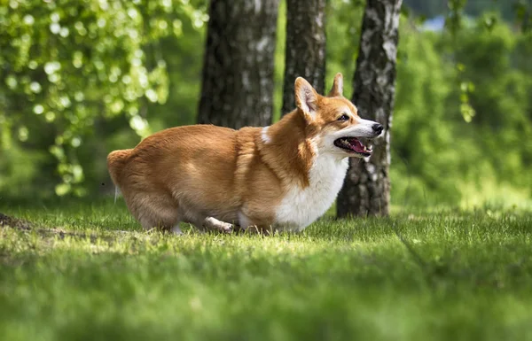 Chien rouge gallois corgi pembroke coule à travers l'herbe — Photo