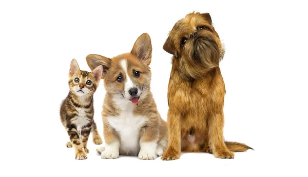 Cute kitten and dog together isolated — Stock Photo, Image