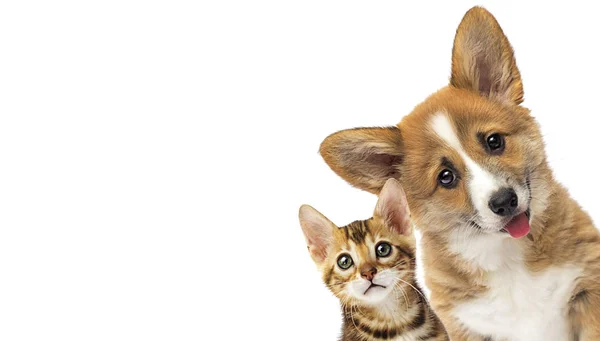 Schattig Kitty en hond gluren uit samen — Stockfoto