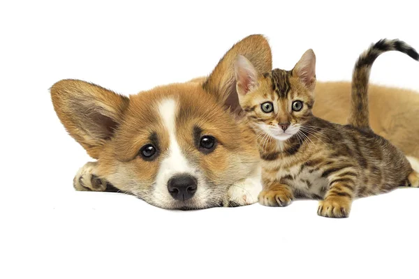 Cachorro e um gatinho estão deitados juntos em um fundo branco — Fotografia de Stock
