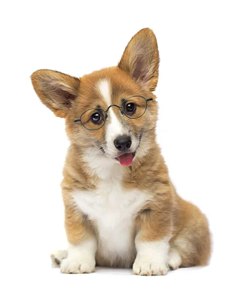 Clever puppy in glasses, welsh corgi breed — Stock Photo, Image