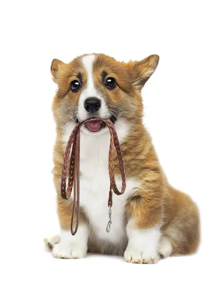 Puppy with a leash in the teeth — Stock Photo, Image