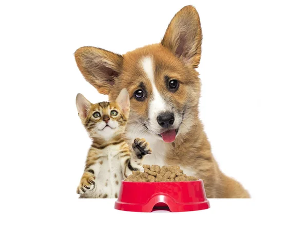 Cute kitten and dog eat dry food — Stock Photo, Image