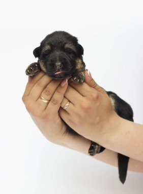 beyaz arka plan üzerinde yeni doğan çoban yavrusu