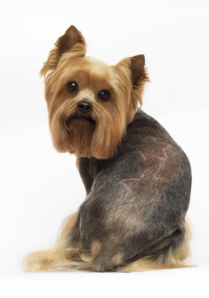 Chien Yorkshire terrier avec des cheveux taillés — Photo