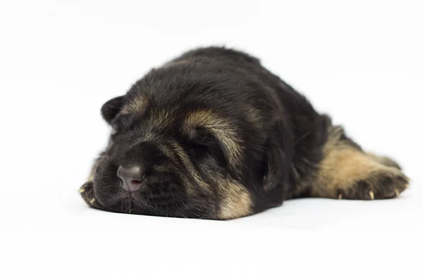 Blind newborn puppy Shepherd on a white background — Stock Photo, Image