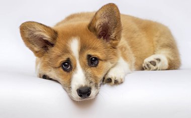 beyaz bir arka plan üzerinde küçük redhead galce corgi pembroke köpek yavrusu