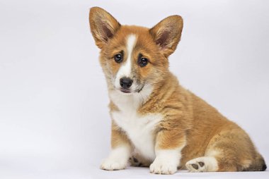 küçük kızıl saçlı galce corgi pembroke köpek yavrusu 