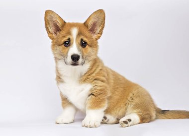 küçük redhead galce corgi pembroke köpek yavrusu oturan
