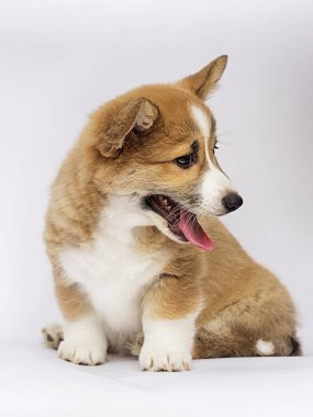 küçük redhead galce corgi pembroke köpek yavrusu oturan