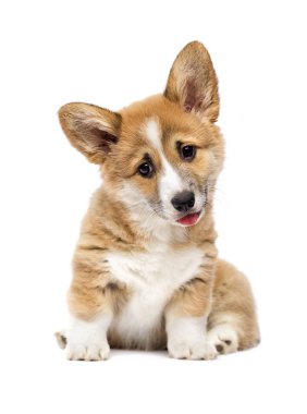 küçük galce corgi köpek yavrusu görünümlü