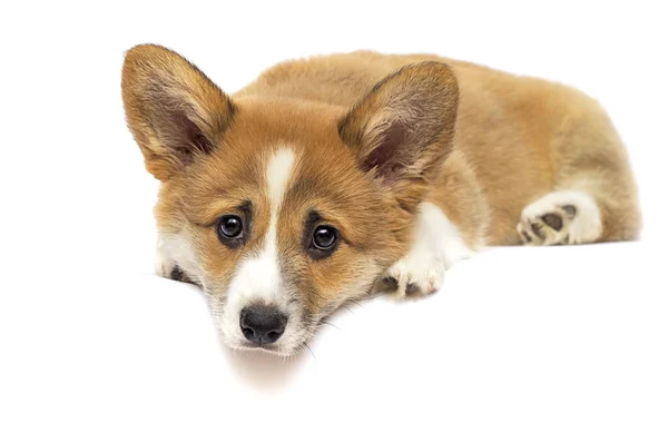 Pequeño galés corgi cachorro buscando —  Fotos de Stock