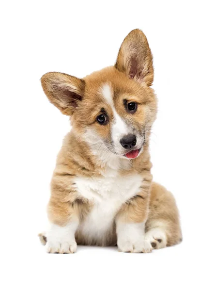 Mały Welsh Corgi szczeniak patrząc — Zdjęcie stockowe