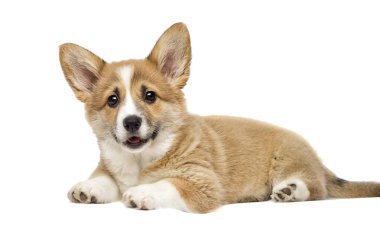 küçük galce corgi köpek yavrusu görünümlü