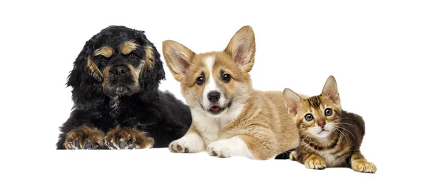 Puppy and kitten watching together — Stock Photo, Image