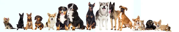 Conjunto de animais de estimação, cães — Fotografia de Stock