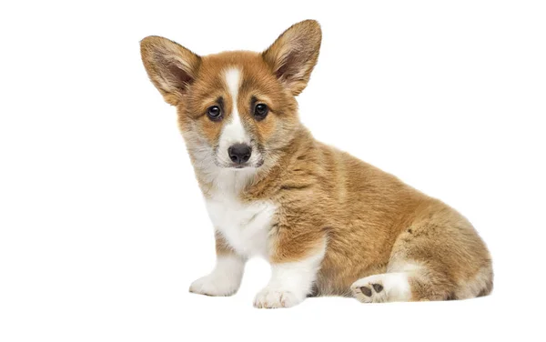 Cute puppy looks on a white background, welsh corgi breed — Stock Photo, Image