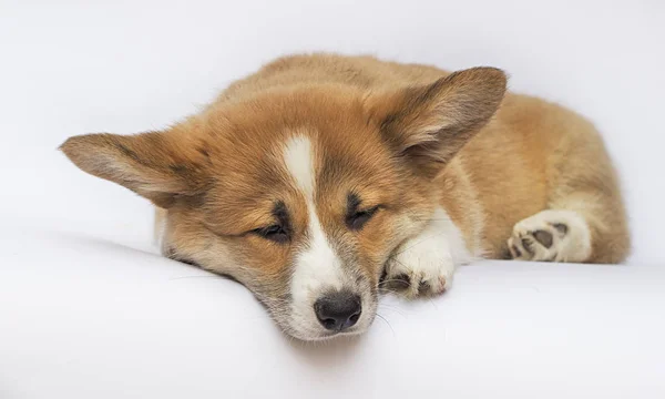 Грустный щенок спит на белом фоне, валлийская порода корги — стоковое фото