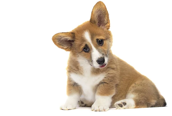 Cute puppy looks on a white background — Stok Foto