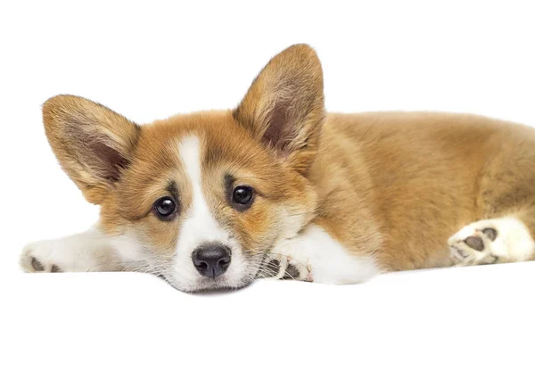 Cute puppy looks on a white background, welsh corgi breed — Stock Photo, Image