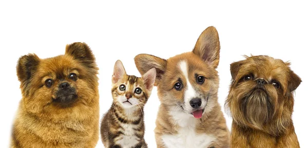 Gatinho bonito e cão juntos isolados — Fotografia de Stock