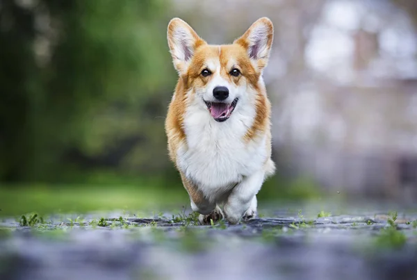 Kutya sétálni, walesi Corgi fajta — Stock Fotó