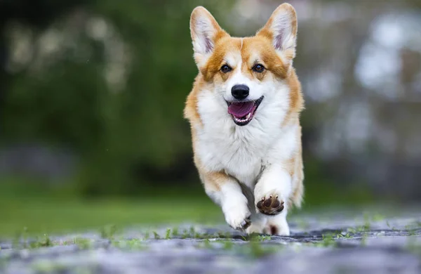 Chien pour une promenade, race de corgi gallois — Photo