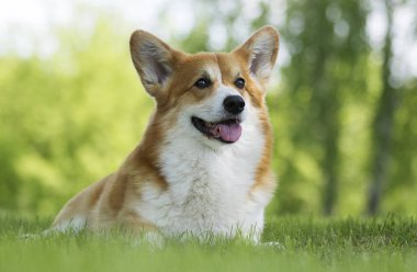 bir yürüyüş için köpek, galce corgi cins