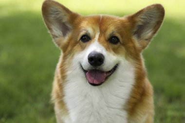 bir yürüyüş için köpek, galce corgi cins