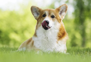 bir yürüyüş için köpek, galce corgi cins