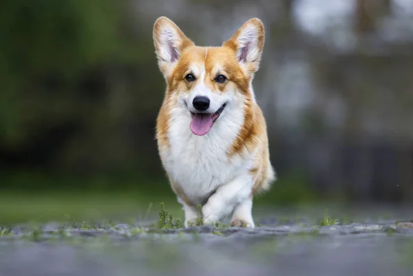 Cão para uma caminhada, galês corgi raça — Fotografia de Stock