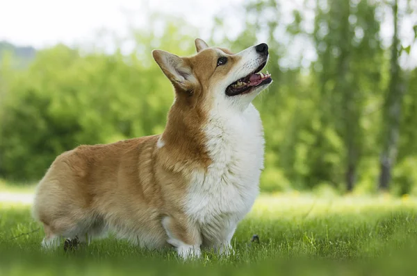 Собака на прогулянку, валлійська порода коргі — стокове фото