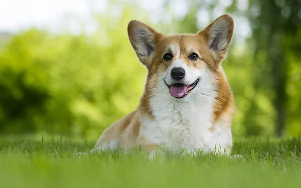 Hund för en promenad, Walesiska Corgi rasen — Stockfoto