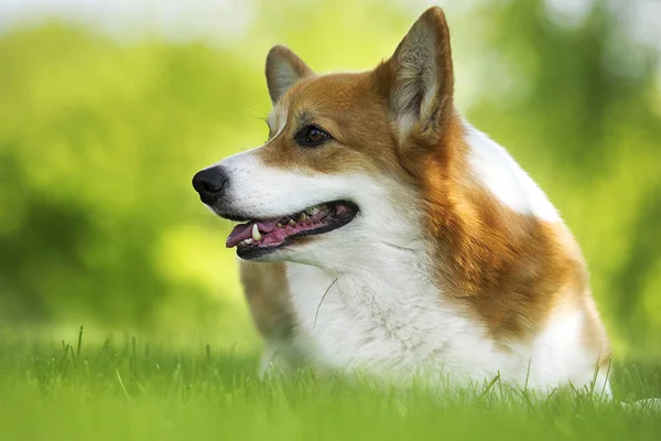 Hund för en promenad, Walesiska Corgi rasen — Stockfoto