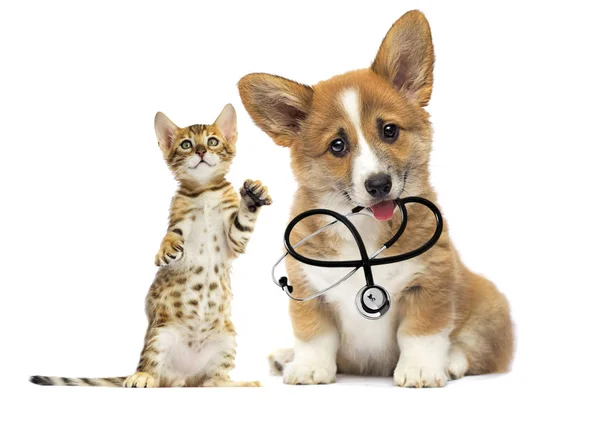 Gatito y cachorro veterinario miradas con un estetoscopio en sus dientes —  Fotos de Stock